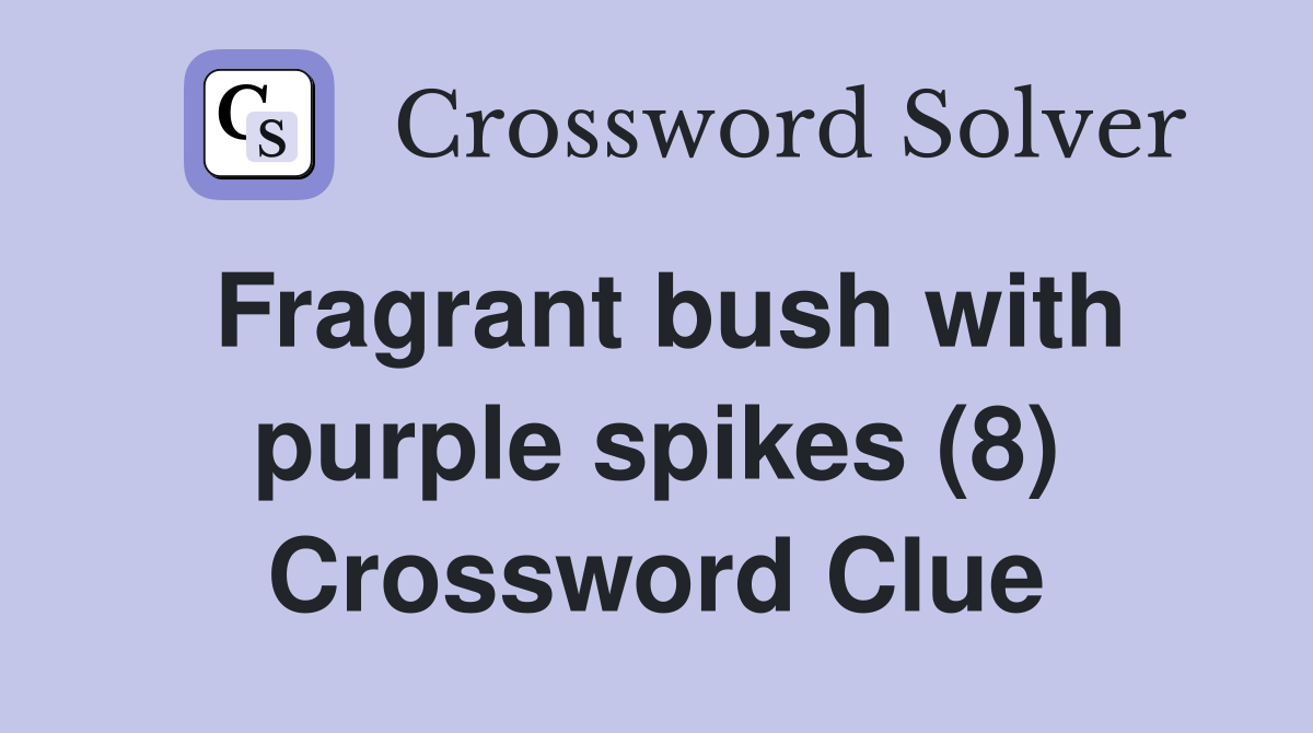 Fragrant bush with purple spikes (8) Crossword Clue
