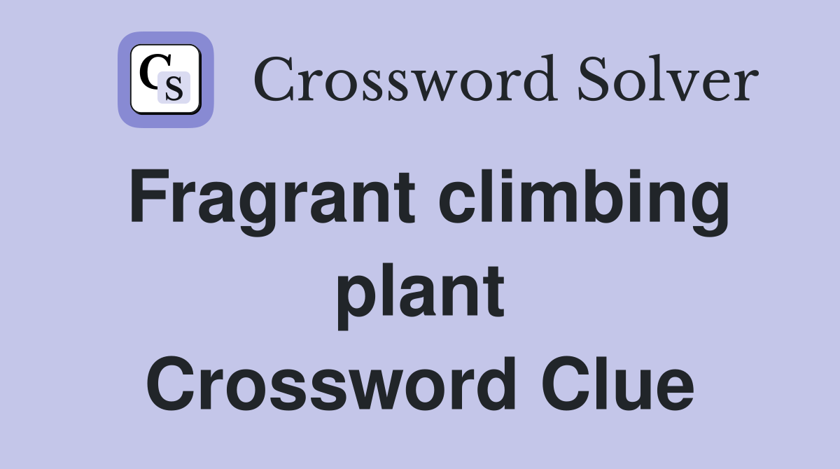 Fragrant climbing plant Crossword Clue