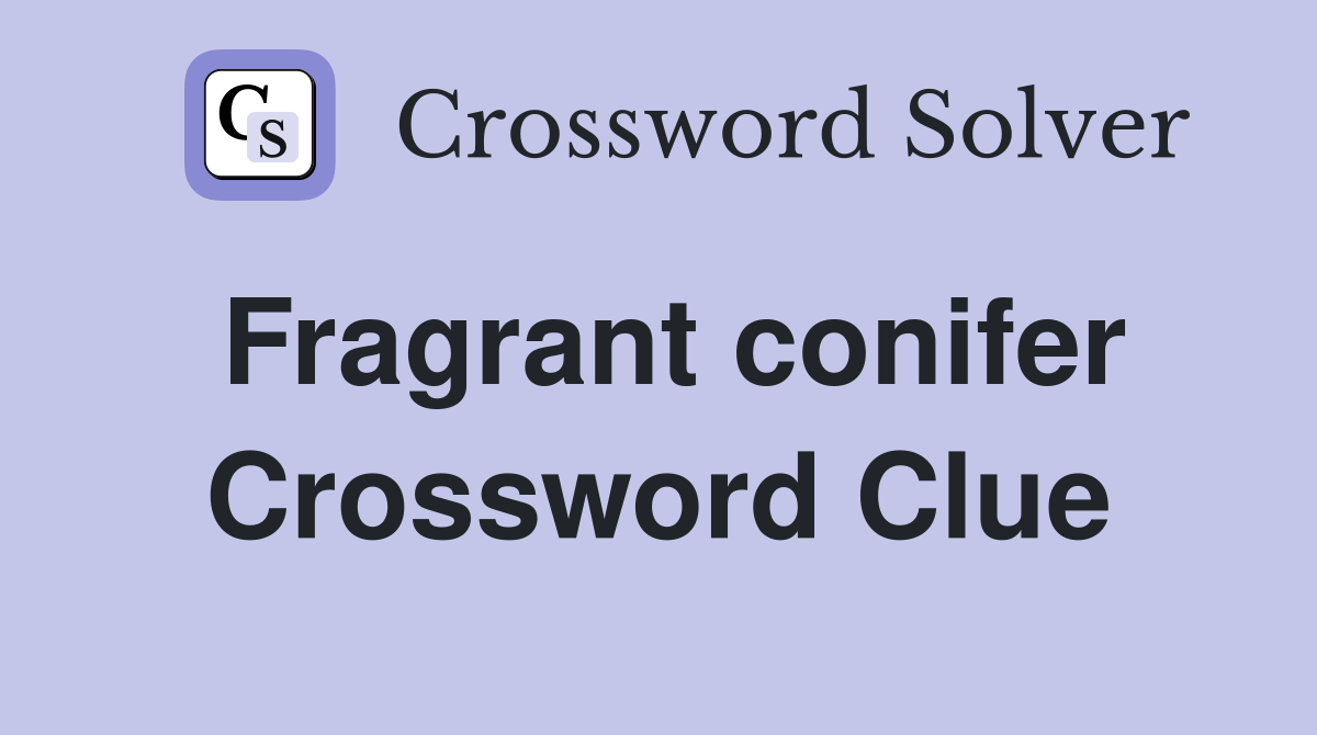 Fragrant conifer Crossword Clue