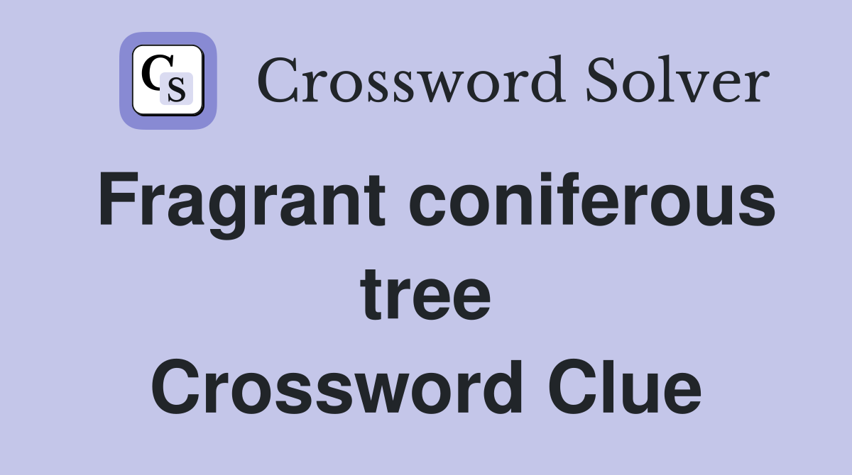 Fragrant coniferous tree Crossword Clue