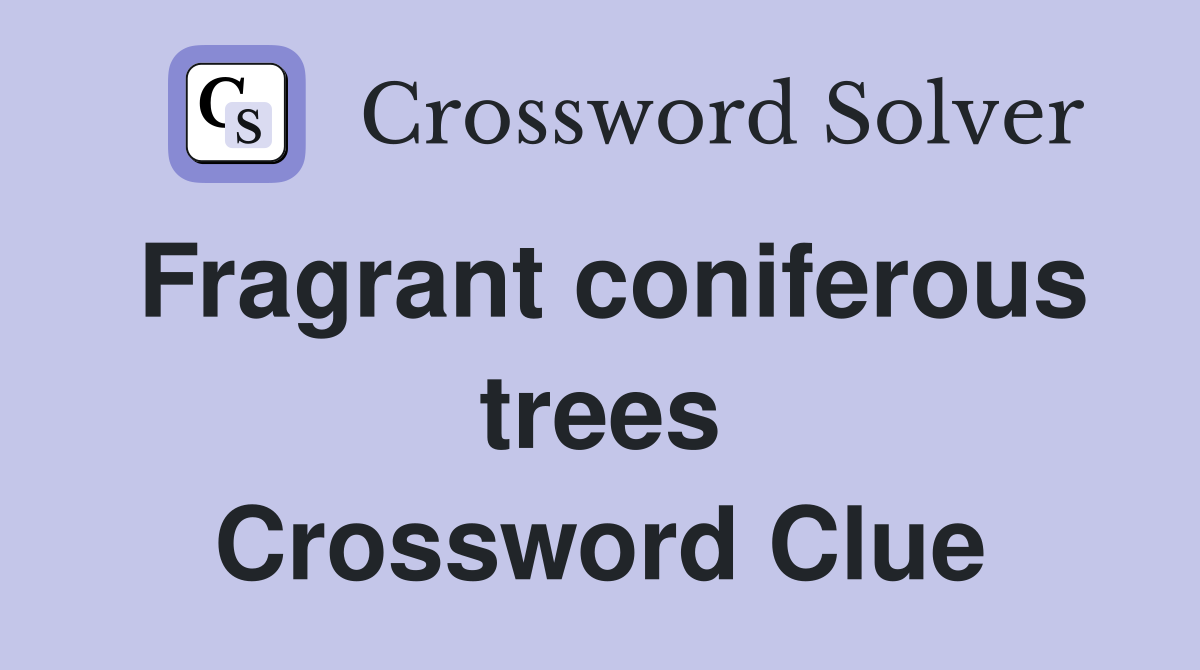 Fragrant coniferous trees Crossword Clue