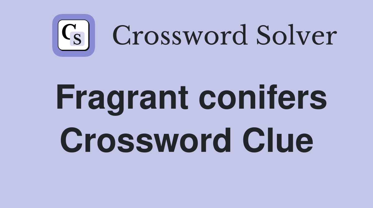 Fragrant conifers Crossword Clue