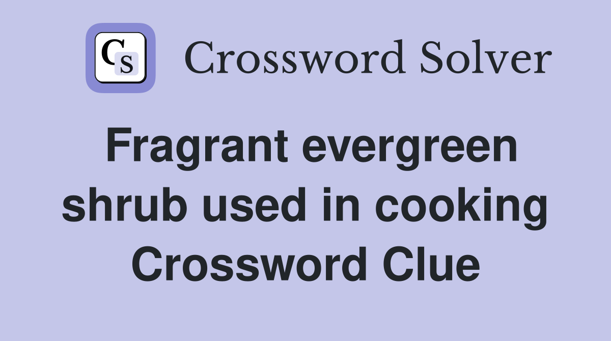 Fragrant evergreen shrub used in cooking Crossword Clue