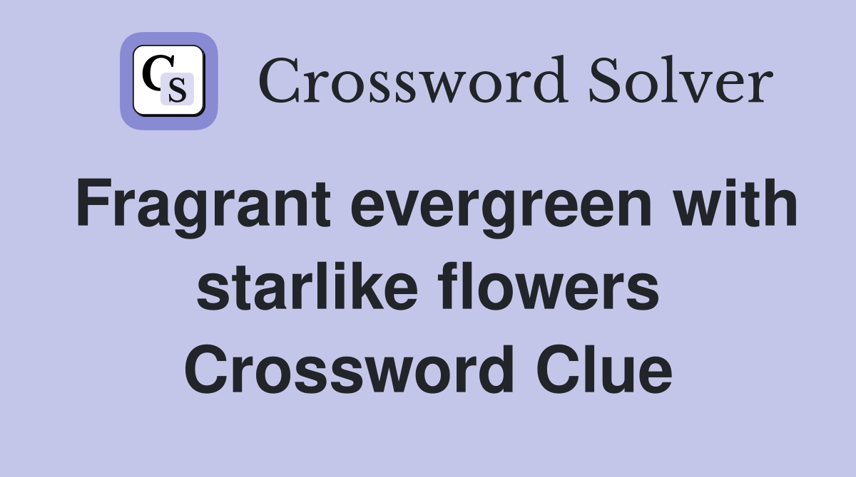 Fragrant evergreen with starlike flowers Crossword Clue