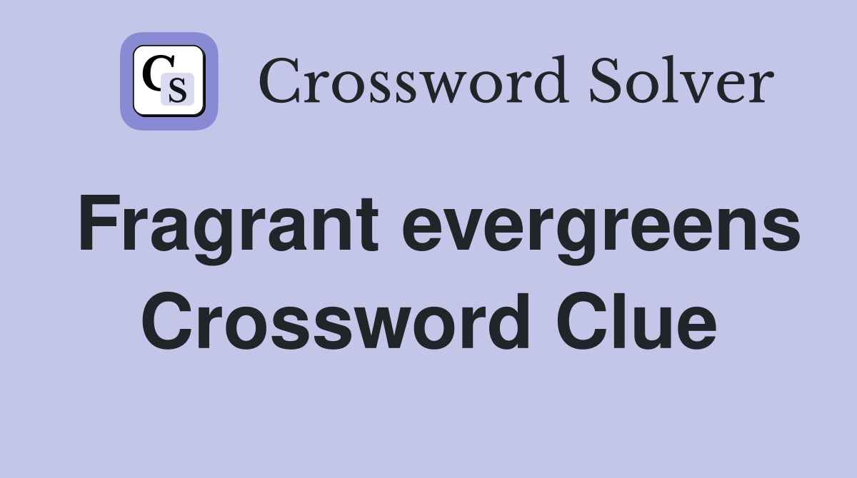 Fragrant evergreens Crossword Clue