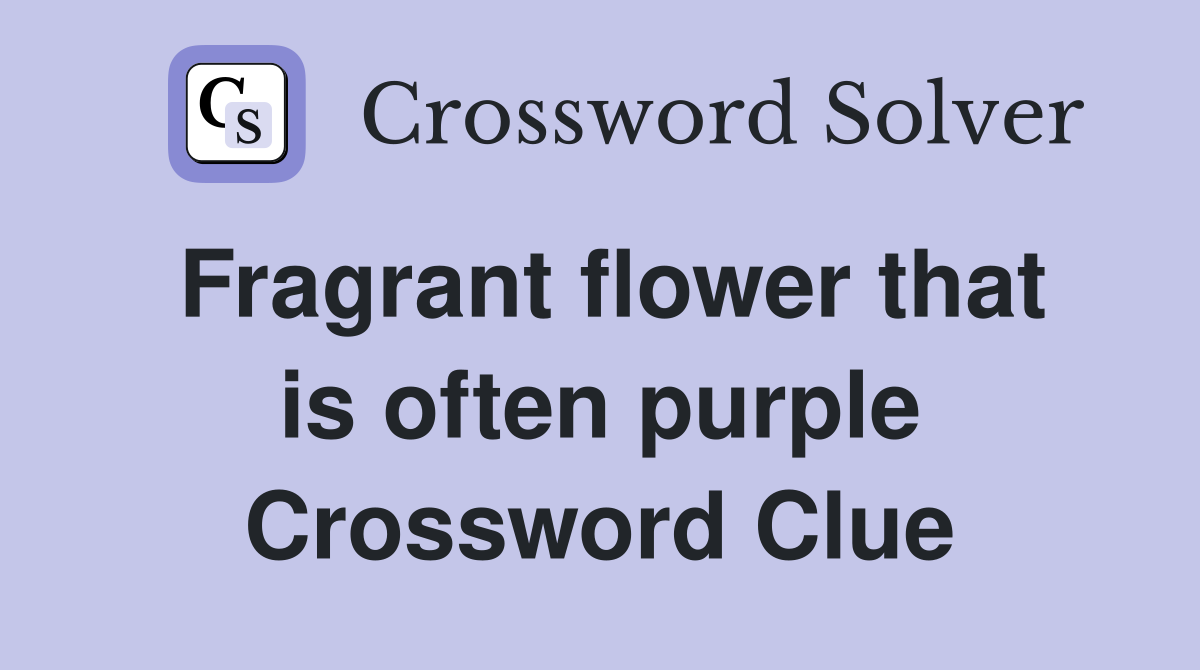 Fragrant flower that is often purple Crossword Clue