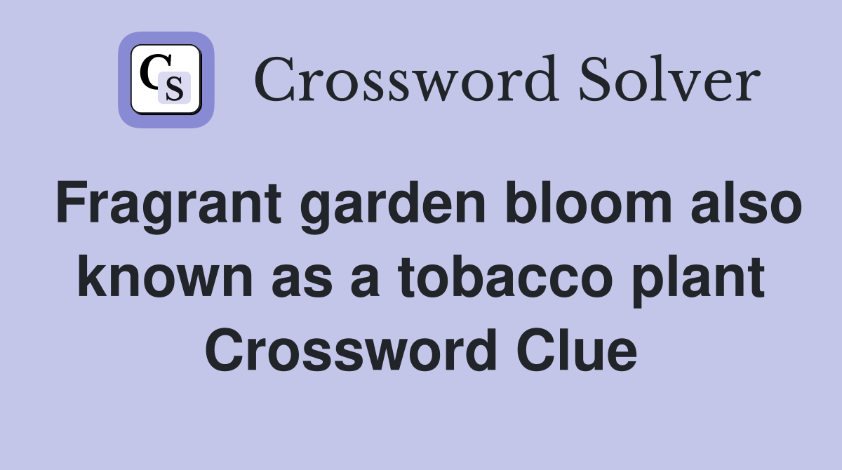 Fragrant garden bloom also known as a tobacco plant Crossword Clue