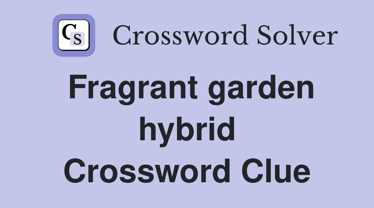 Fragrant garden hybrid Crossword Clue