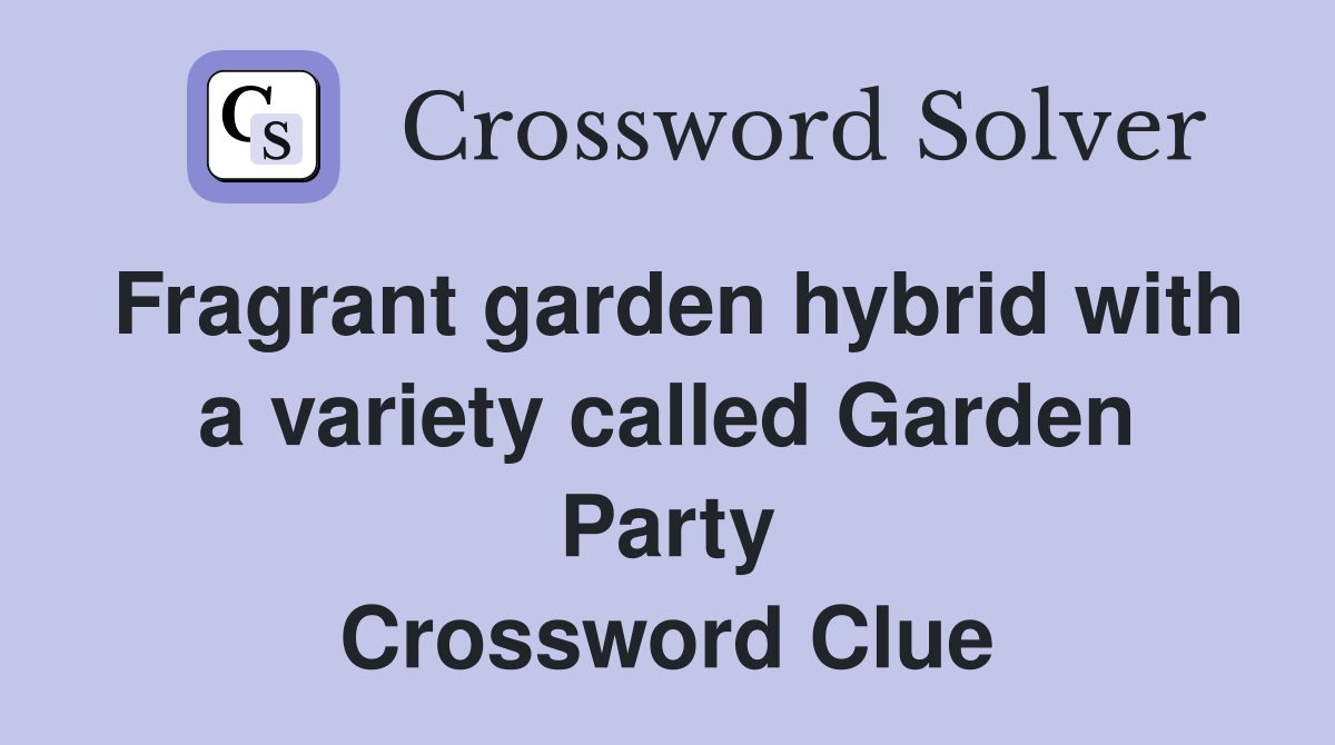 Fragrant garden hybrid with a variety called Garden Party Crossword Clue