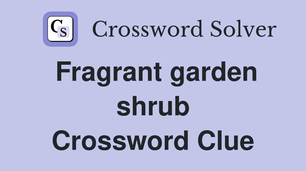 Fragrant garden shrub Crossword Clue