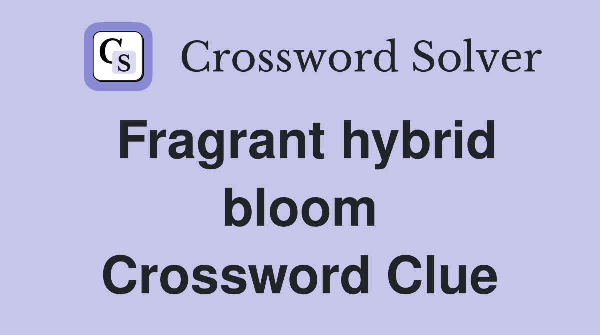 Fragrant hybrid bloom Crossword Clue