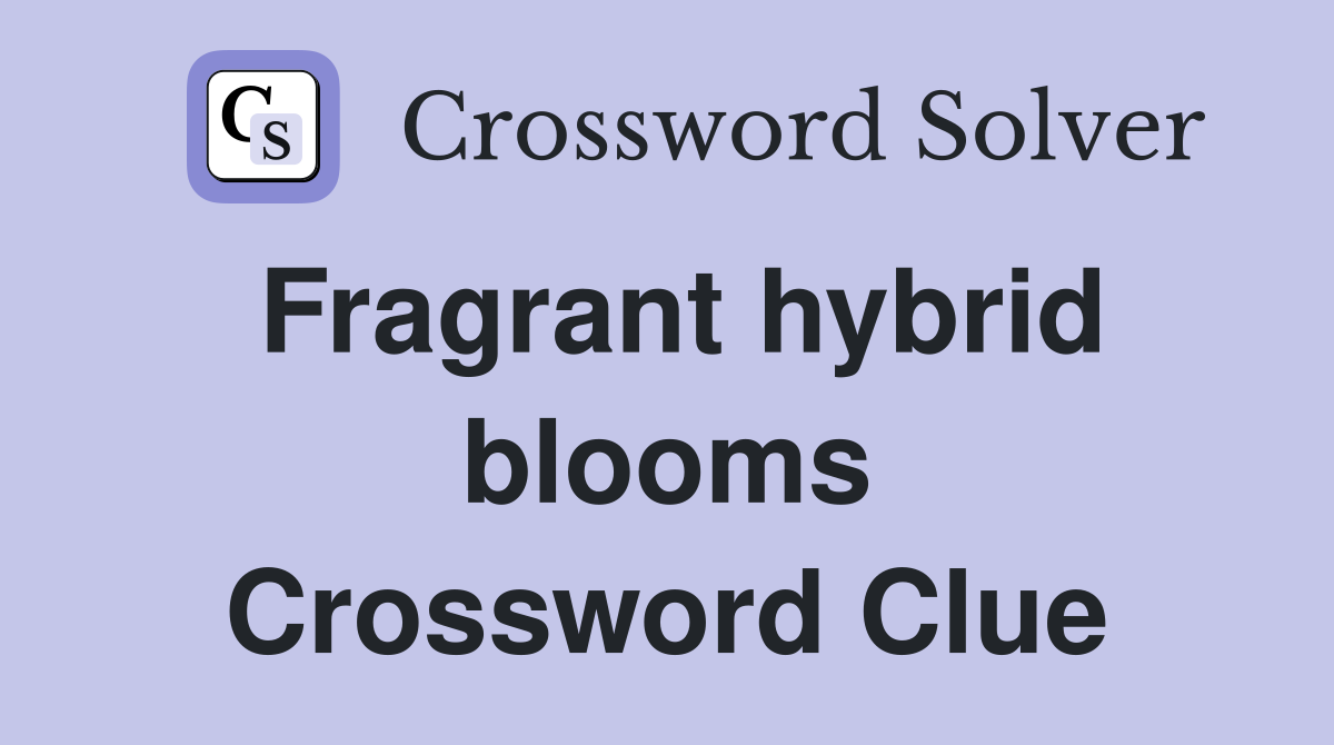 Fragrant hybrid blooms Crossword Clue