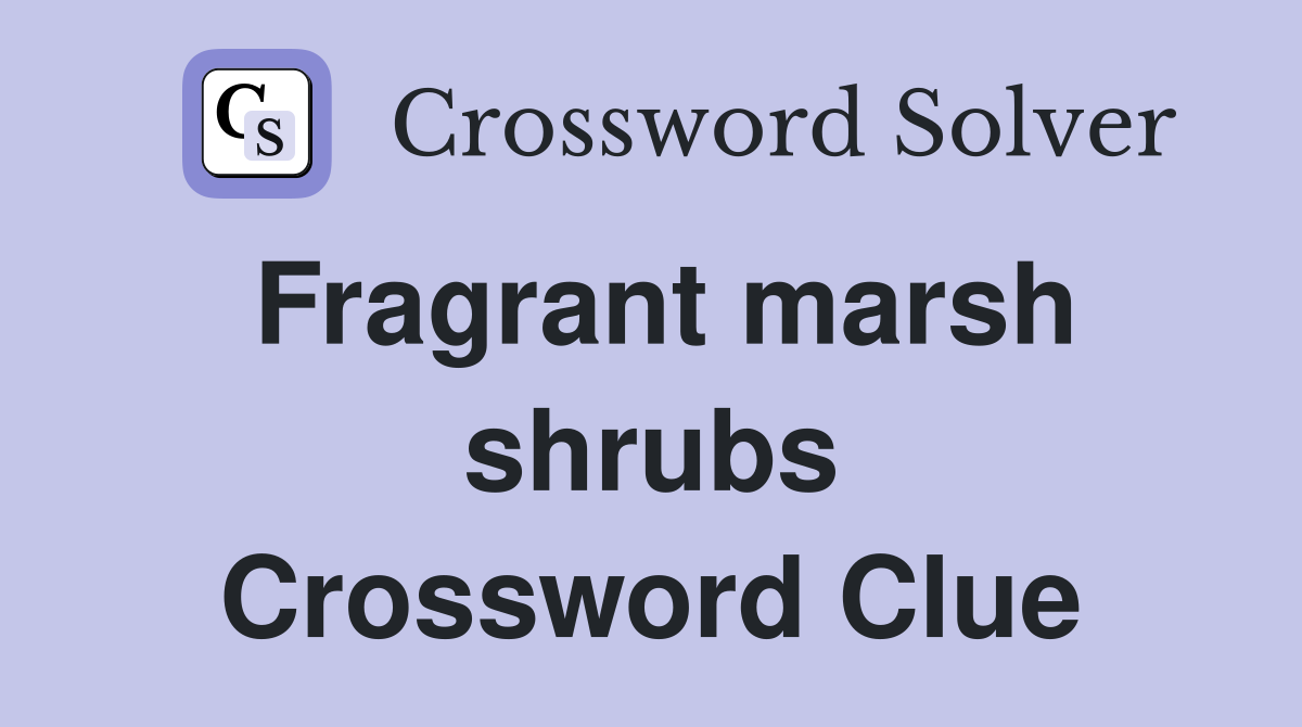 Fragrant marsh shrubs Crossword Clue