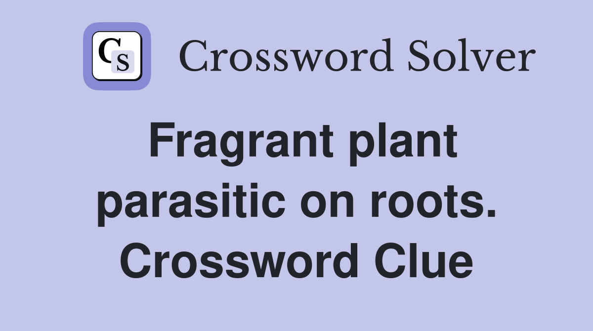 Fragrant plant parasitic on roots. Crossword Clue