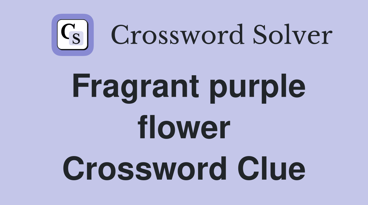 Fragrant purple flower Crossword Clue