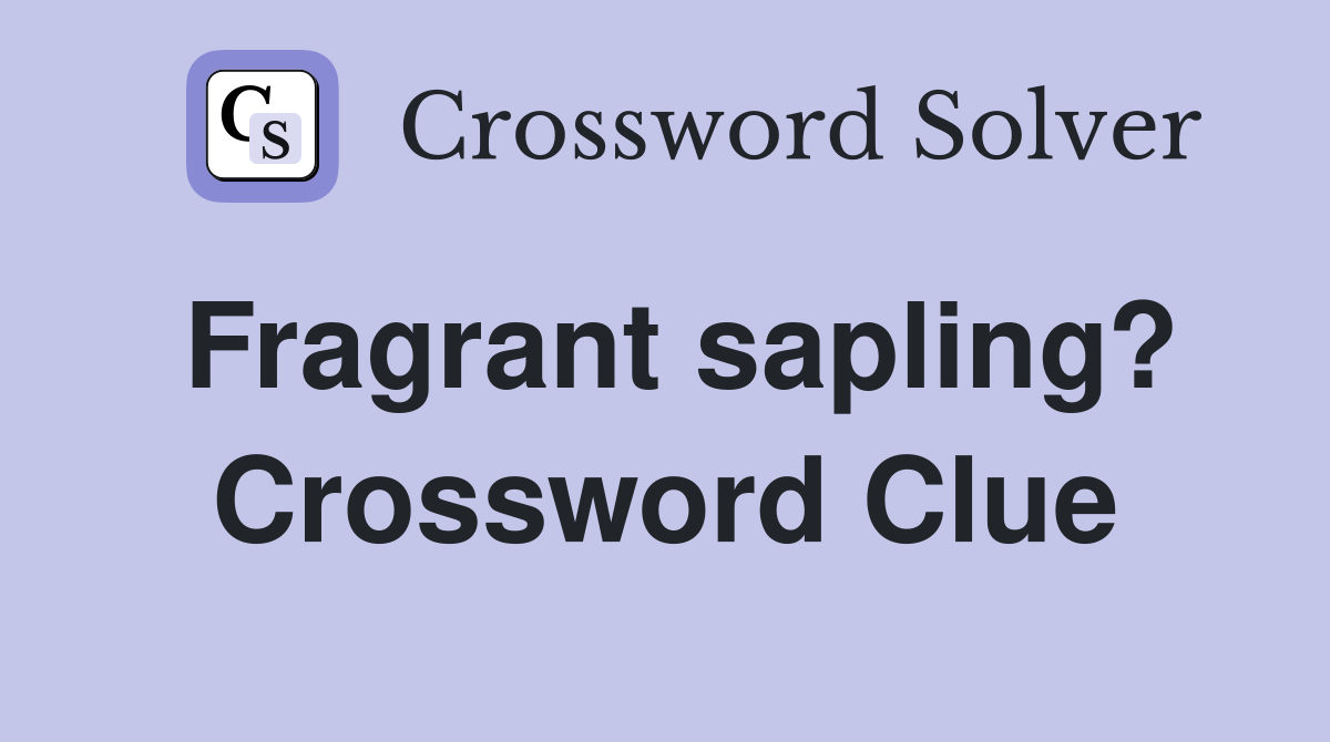 Fragrant sapling? Crossword Clue