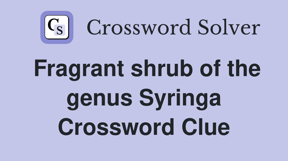 Fragrant shrub of the genus Syringa Crossword Clue