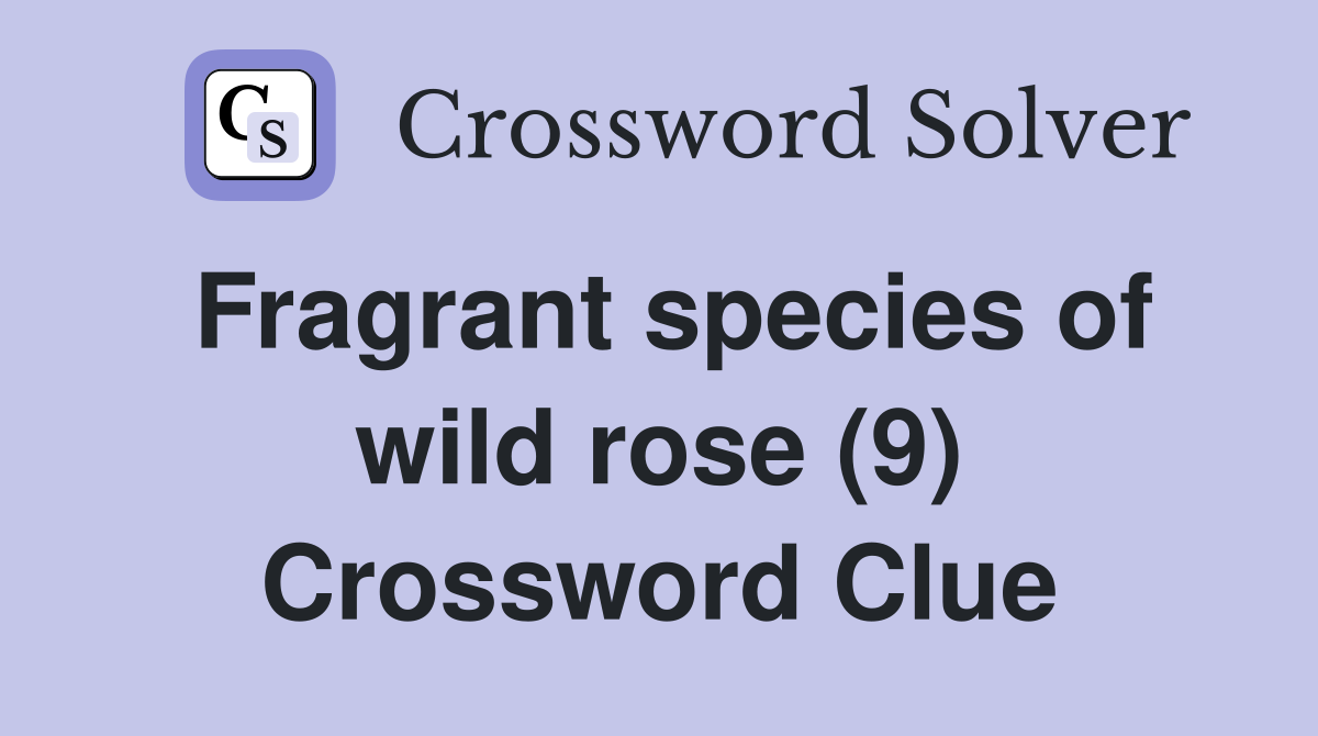 Fragrant species of wild rose (9) Crossword Clue