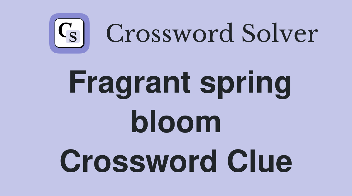 Fragrant spring bloom Crossword Clue