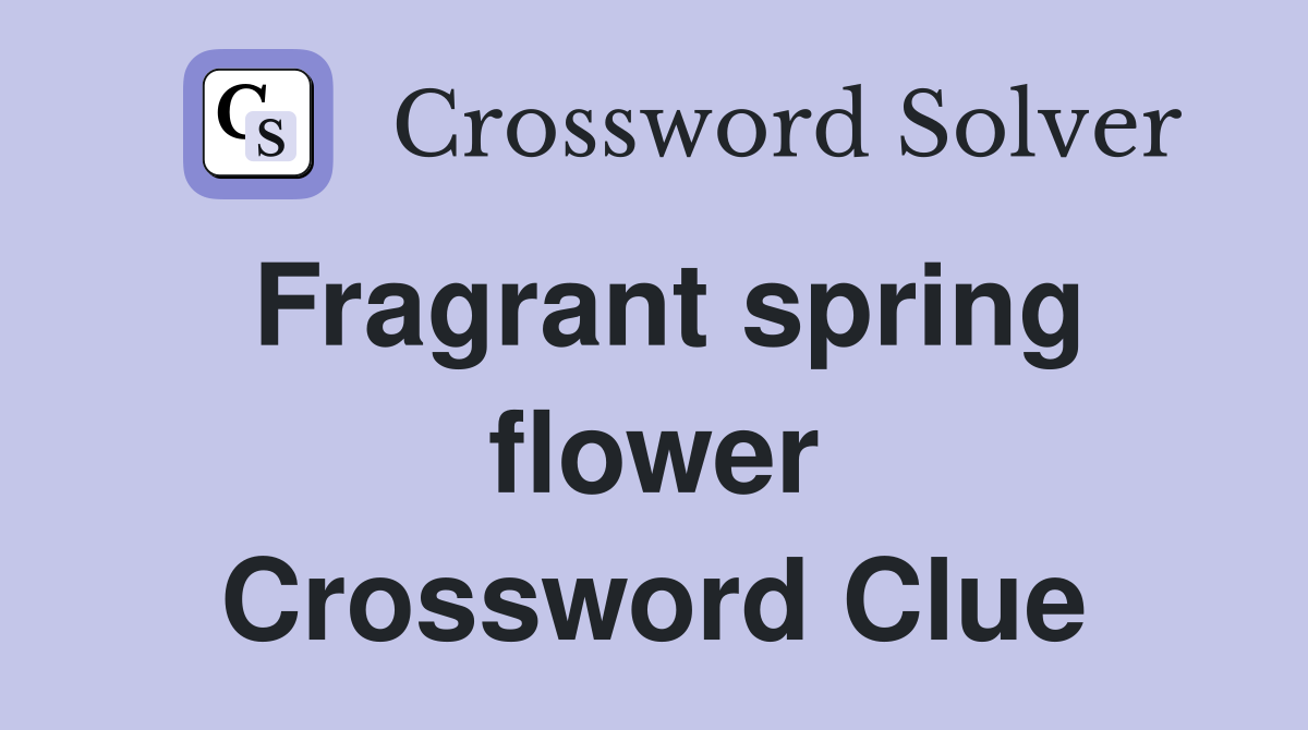 Fragrant spring flower Crossword Clue