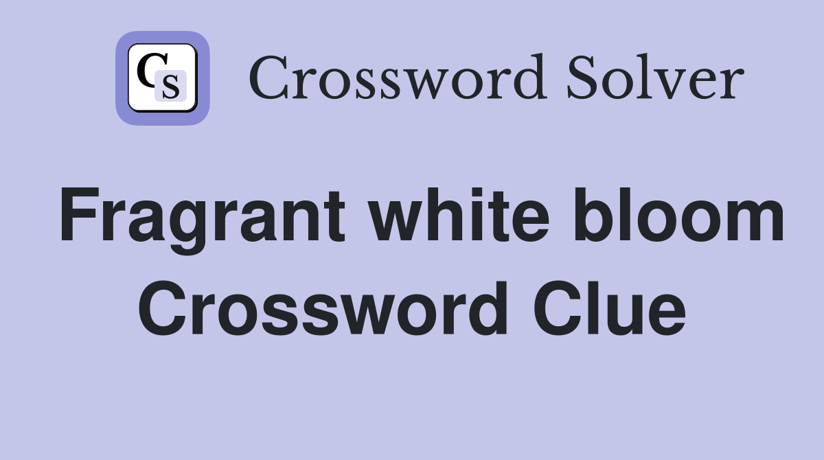 Fragrant white bloom Crossword Clue