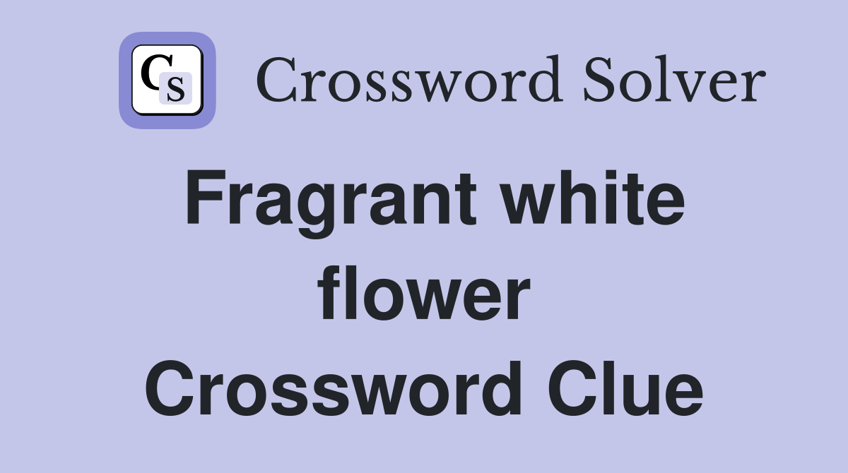 Fragrant white flower Crossword Clue