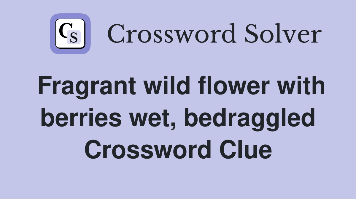 Fragrant wild flower with berries wet, bedraggled Crossword Clue
