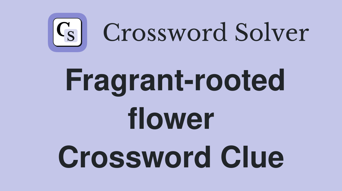 Fragrant-rooted flower Crossword Clue