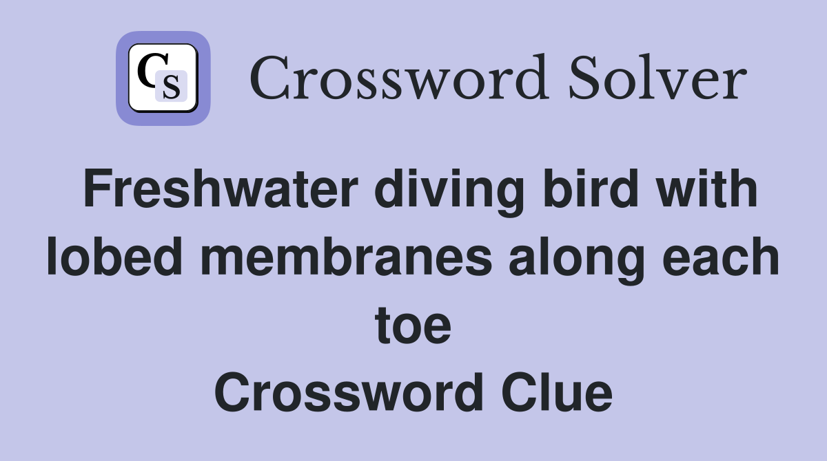 Freshwater diving bird with lobed membranes along each toe Crossword Clue