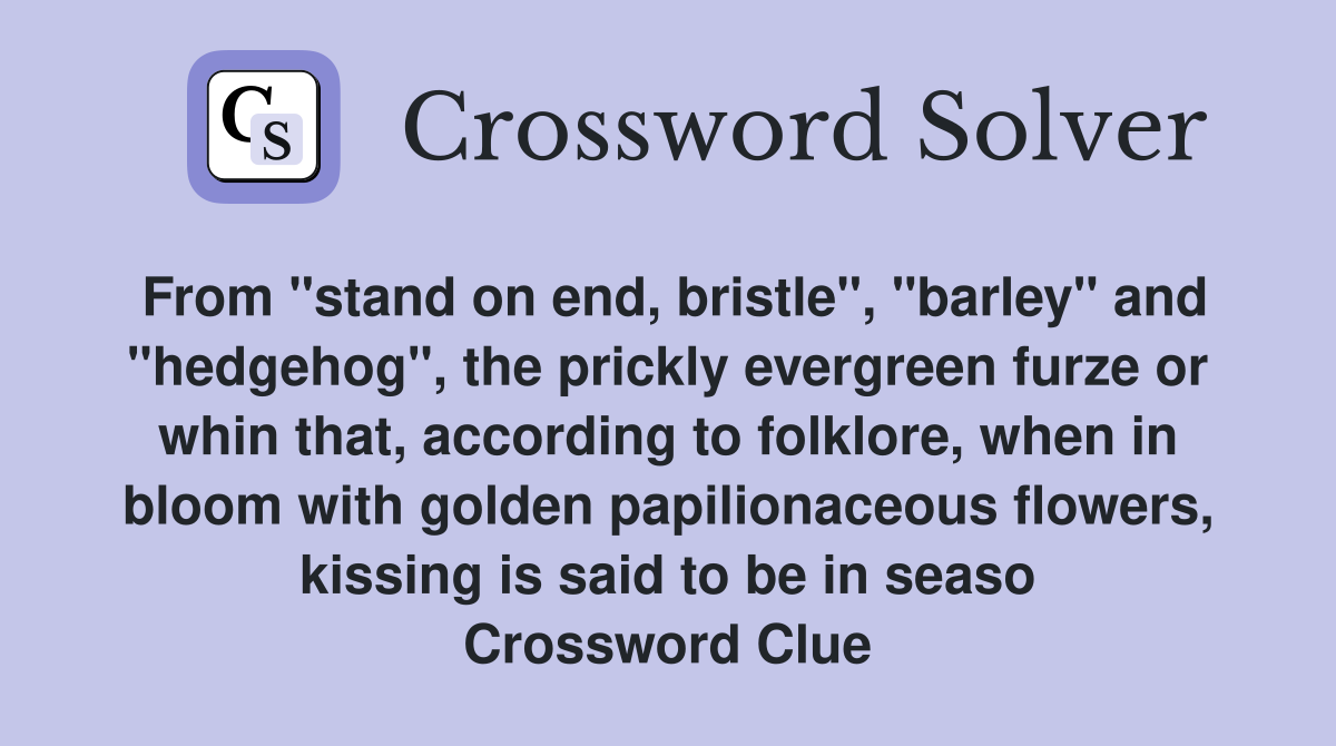 From "stand on end, bristle", "barley" and "hedgehog", the prickly evergreen furze or whin that, according to folklore, when in bloom with golden papilionaceous flowers, kissing is said to be in seaso Crossword Clue