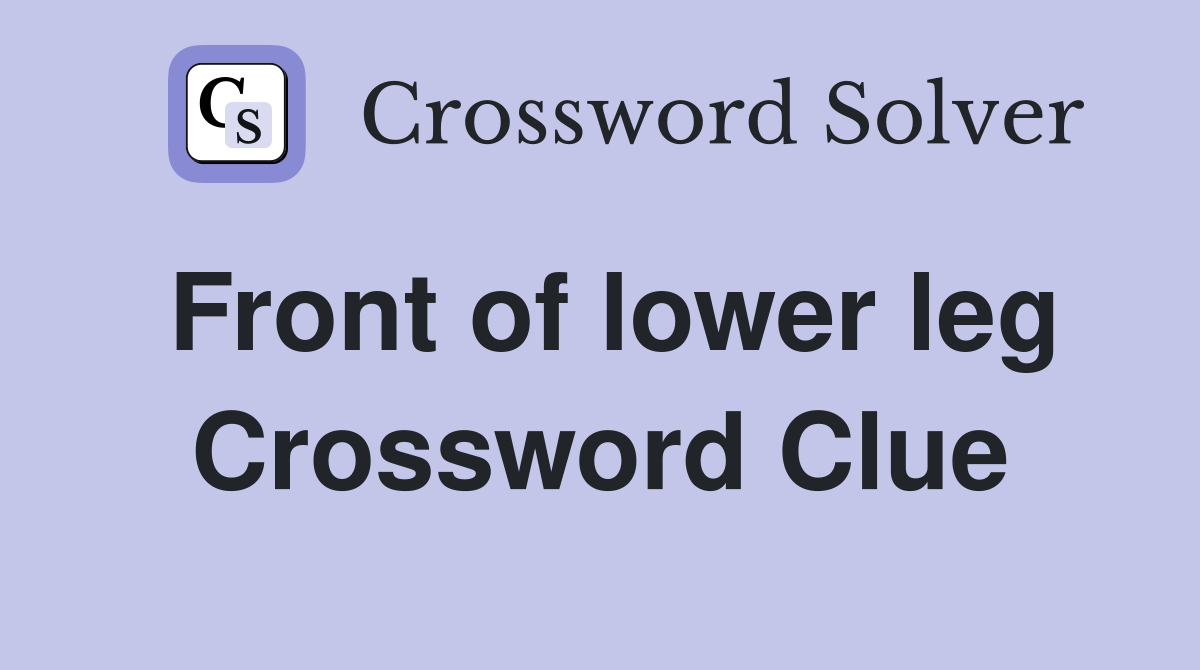 Front of lower leg Crossword Clue