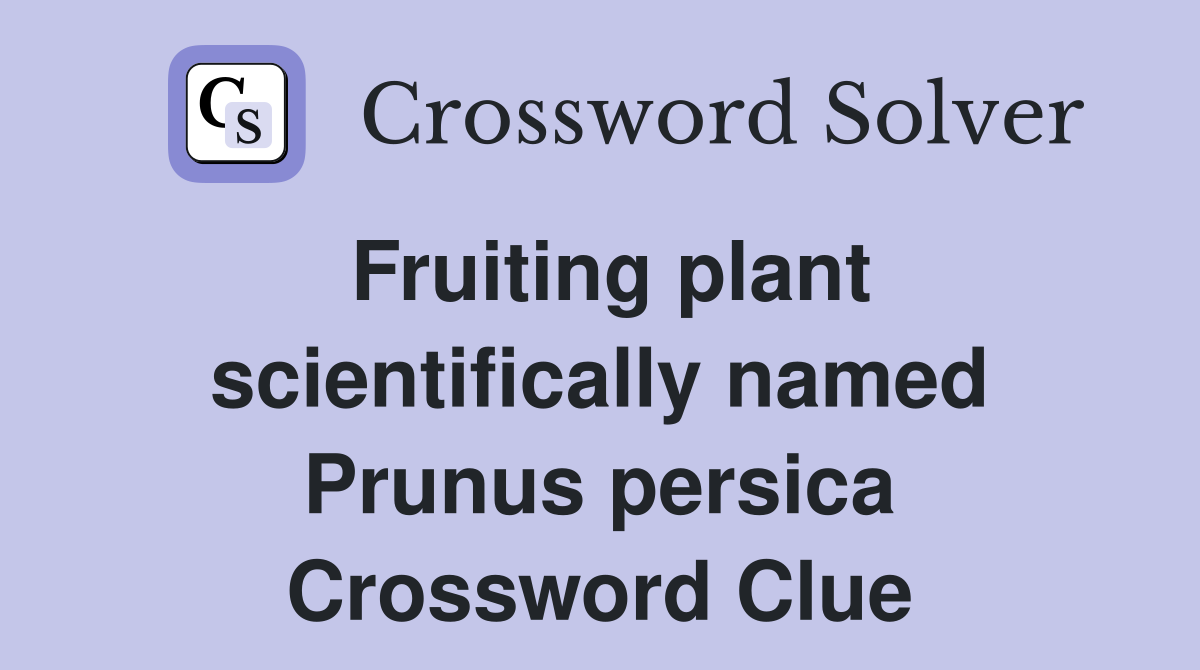 Fruiting plant scientifically named Prunus persica Crossword Clue