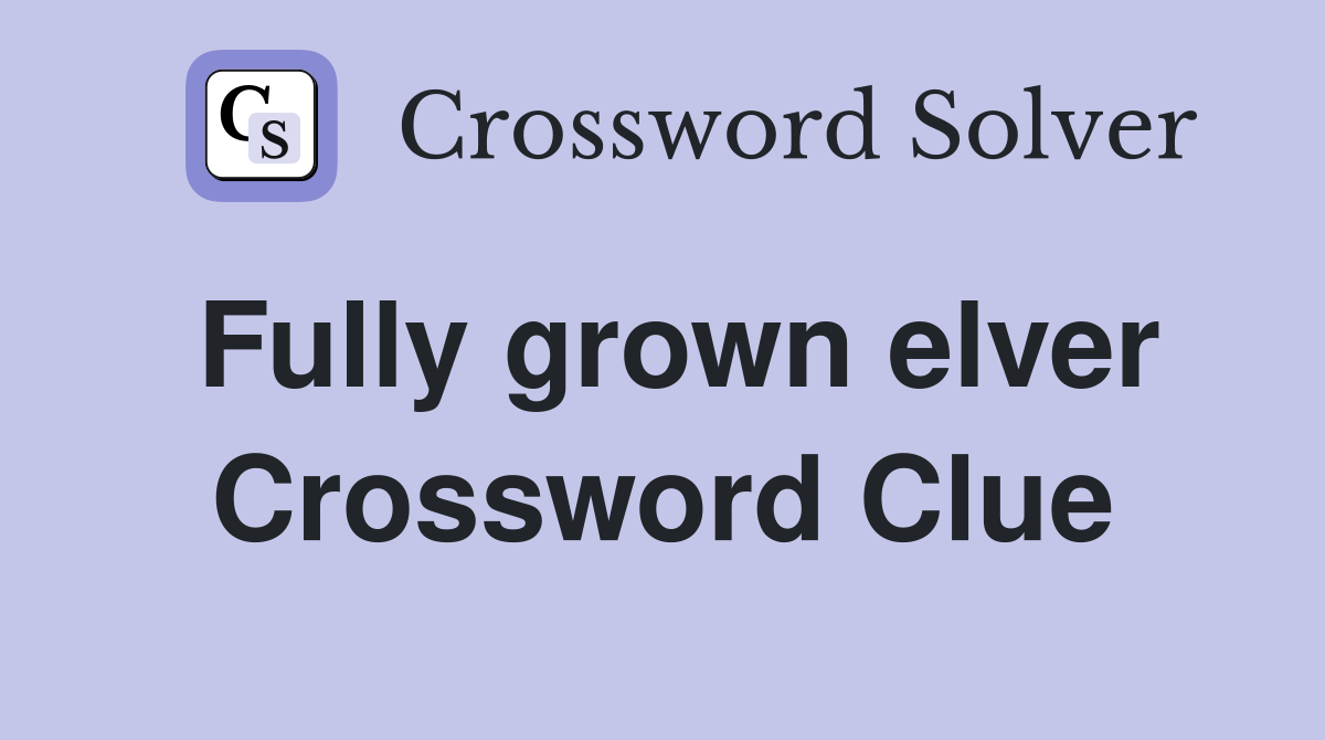 Fully grown elver Crossword Clue