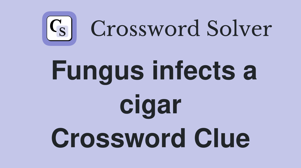 Fungus infects a cigar Crossword Clue