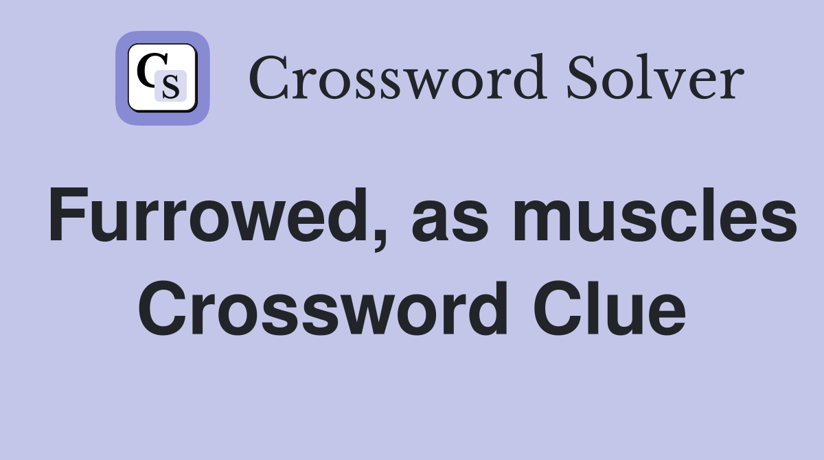 Furrowed, as muscles Crossword Clue