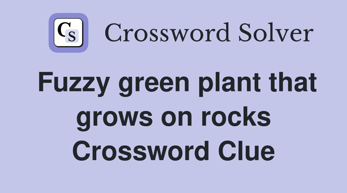 Fuzzy green plant that grows on rocks Crossword Clue