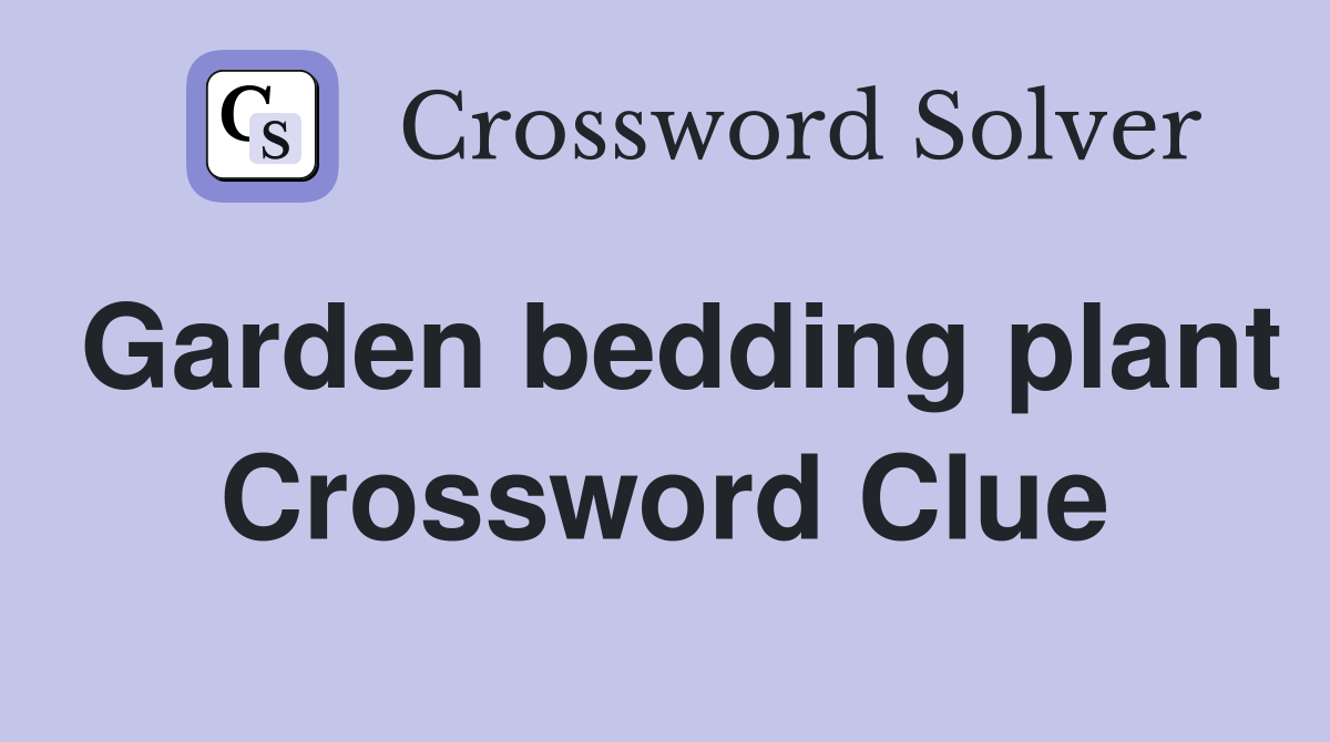 Garden bedding plant Crossword Clue
