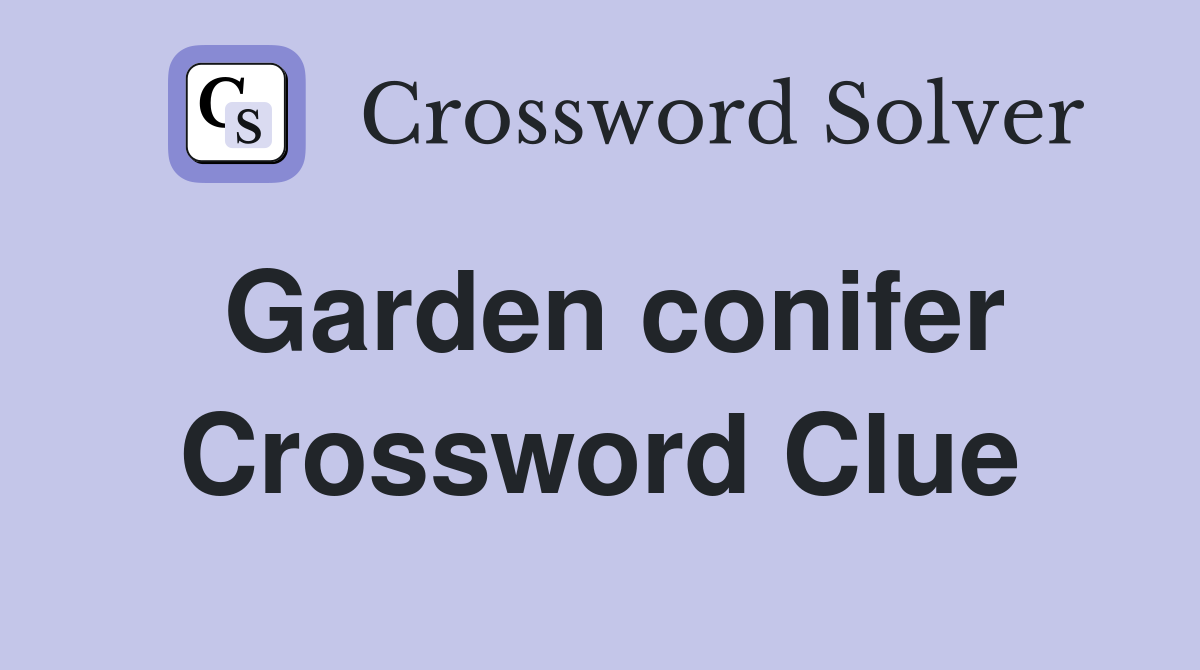 Garden conifer Crossword Clue