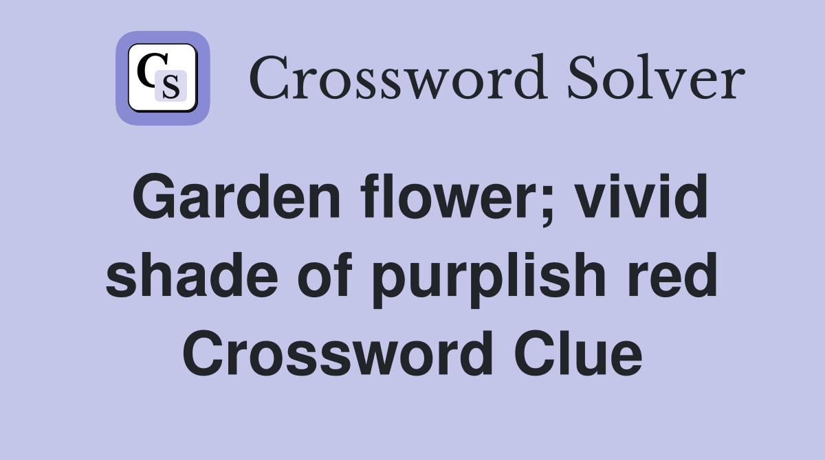 Garden flower; vivid shade of purplish red Crossword Clue