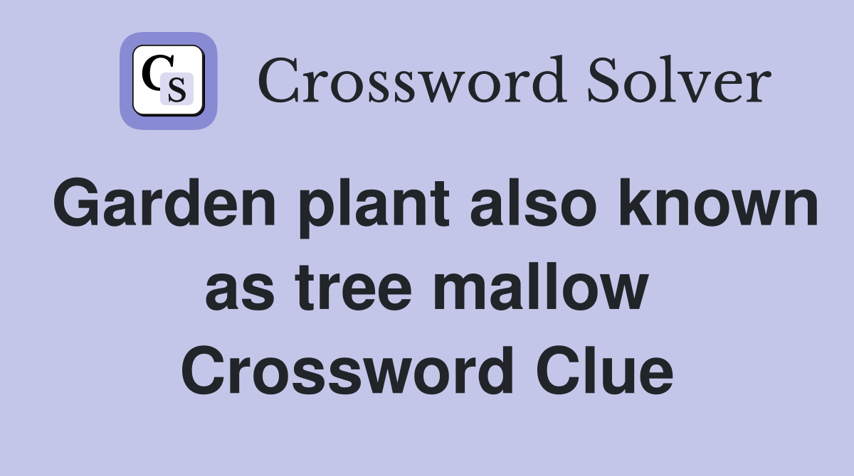 Garden plant also known as tree mallow Crossword Clue
