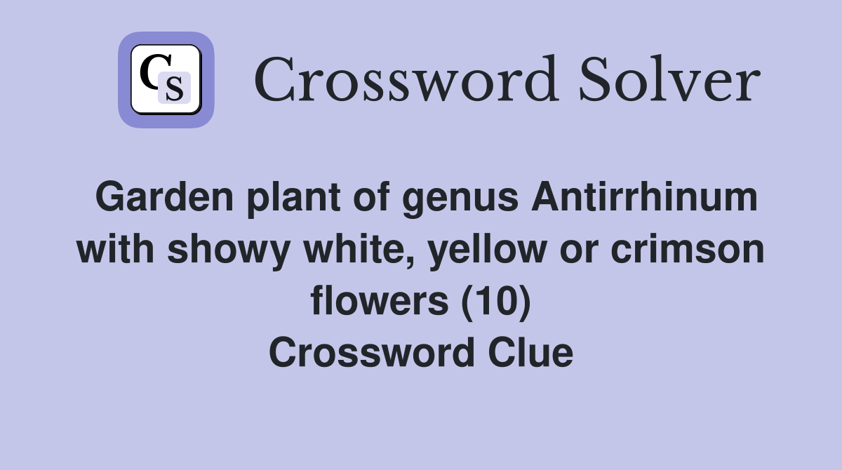 Garden plant of genus Antirrhinum with showy white, yellow or crimson flowers (10) Crossword Clue