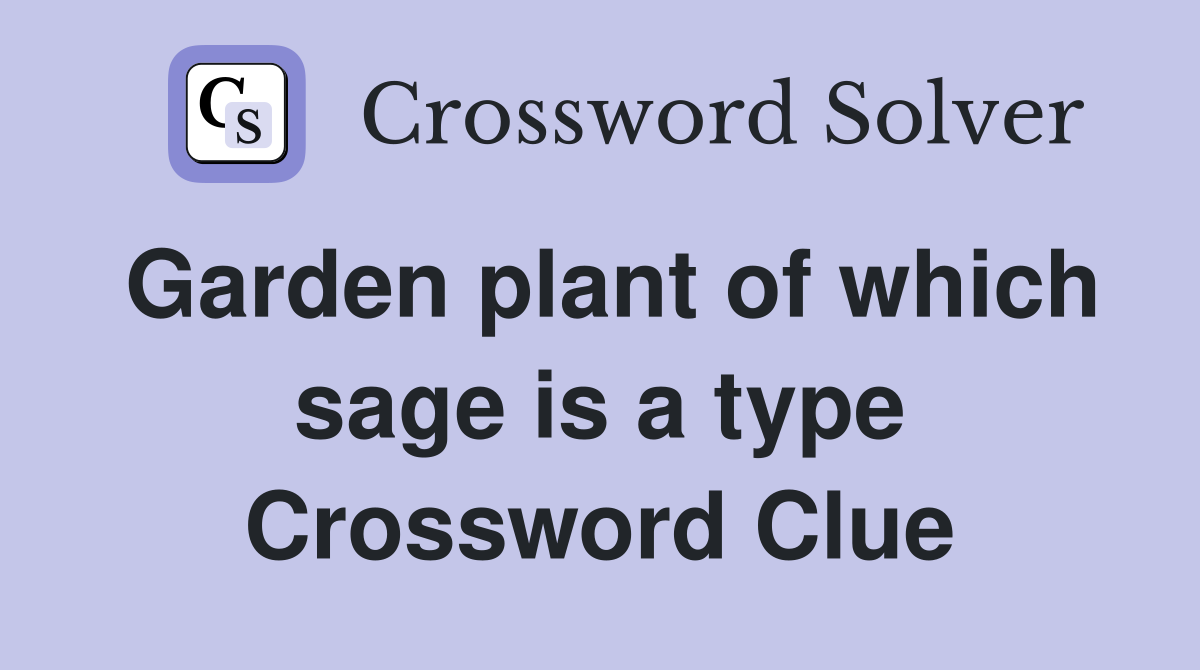 Garden plant of which sage is a type Crossword Clue