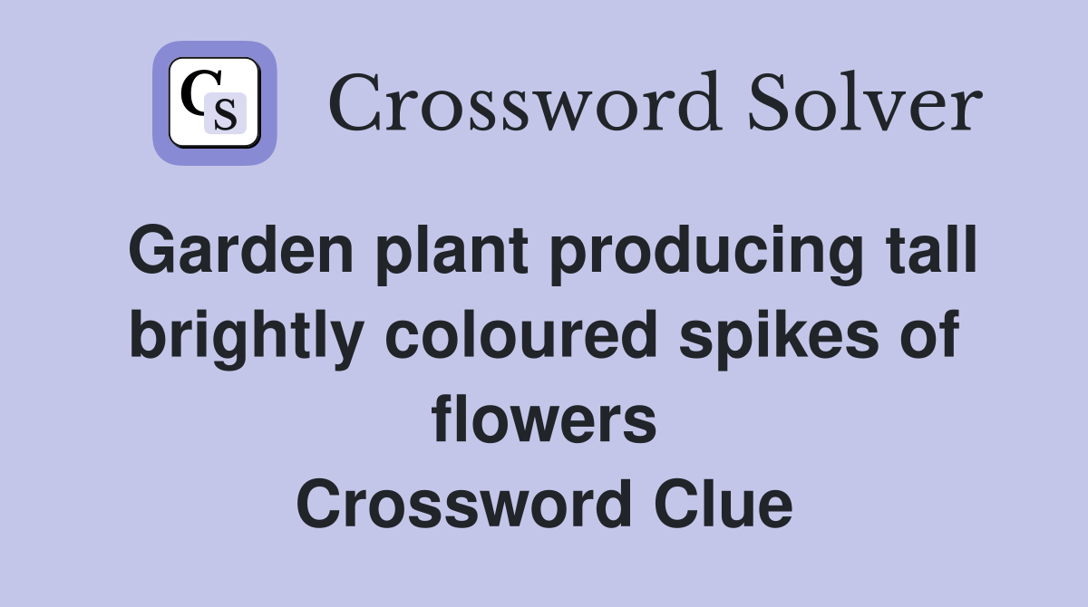 Garden plant producing tall brightly coloured spikes of flowers Crossword Clue
