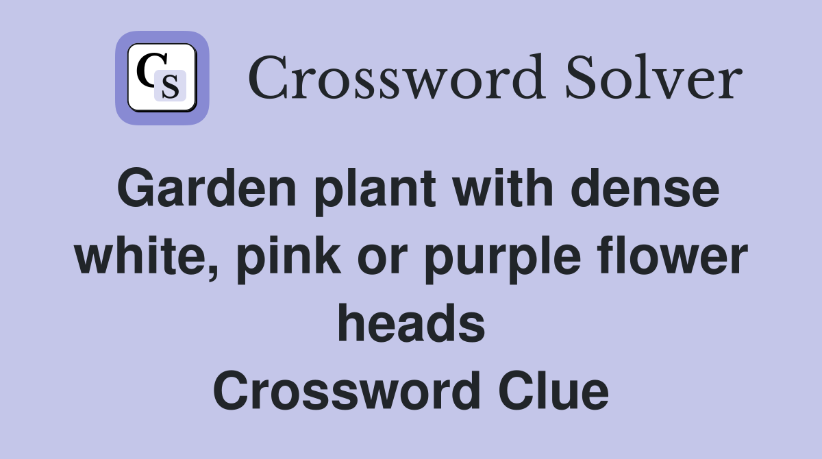 Garden plant with dense white, pink or purple flower heads Crossword Clue