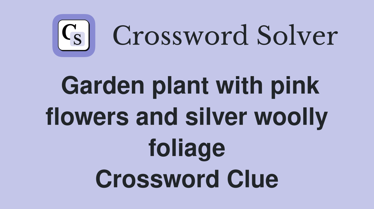 Garden plant with pink flowers and silver woolly foliage Crossword Clue