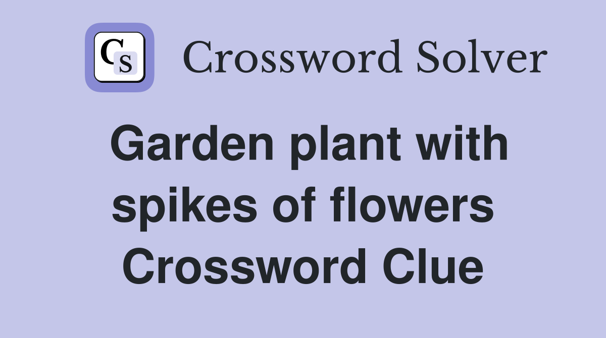 Garden plant with spikes of flowers Crossword Clue