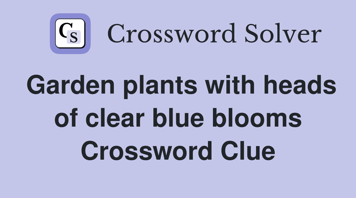 Garden plants with heads of clear blue blooms Crossword Clue