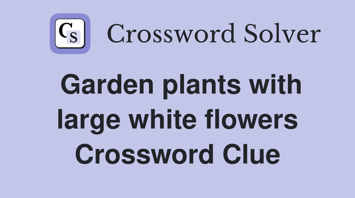 Garden plants with large white flowers Crossword Clue