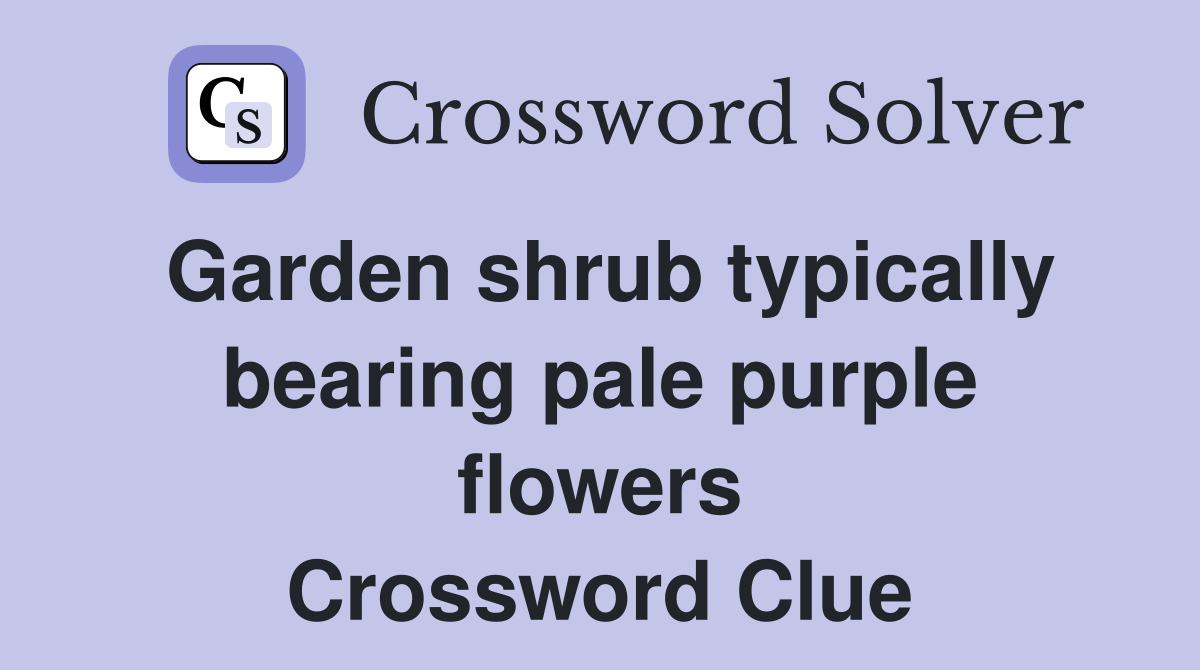 Garden shrub typically bearing pale purple flowers Crossword Clue