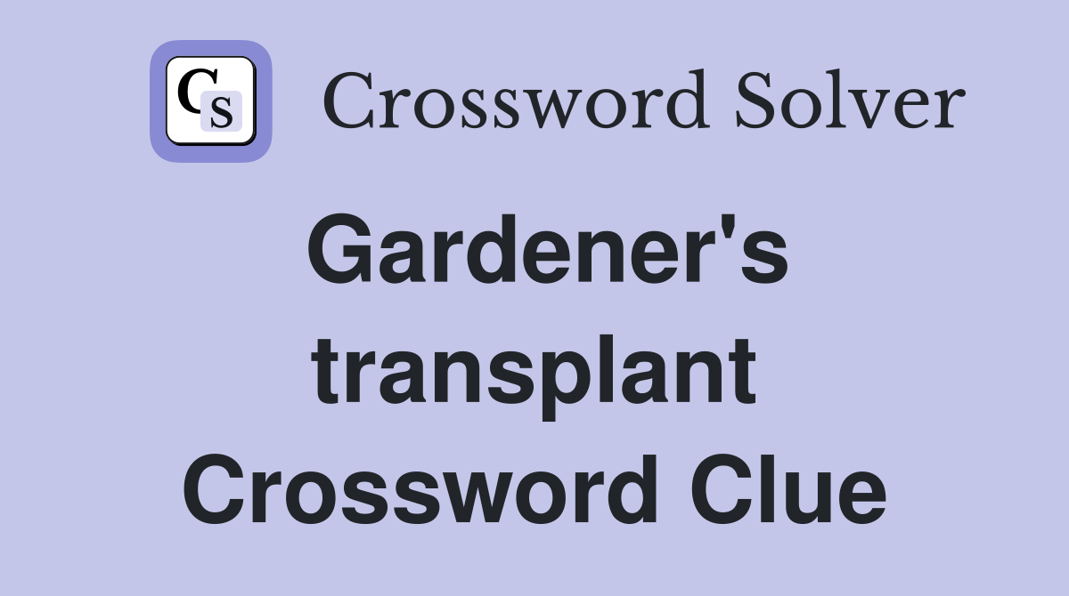 Gardener's transplant Crossword Clue